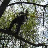 George's Tree Service can add beauty to your landscaping by pruning and trimming your trees.