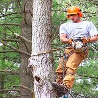 George's Tree Service can safe remove trees from your property.